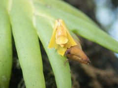 Oxystophyllum carnosum