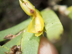 Oxystophyllum carnosum