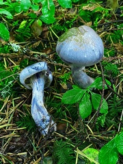 Cortinarius putorius