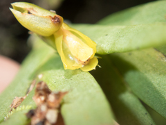 Oxystophyllum carnosum