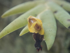 Oxystophyllum carnosum