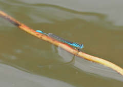 Pseudagrion assegaii