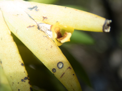 Oxystophyllum carnosum