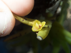 Oxystophyllum carnosum