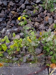 Senecio inaequidens