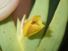 Oxystophyllum carnosum