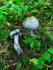 Cortinarius putorius