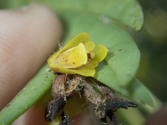 Oxystophyllum carnosum