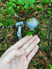 Cortinarius putorius