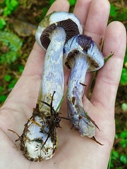 Cortinarius putorius