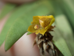 Oxystophyllum carnosum