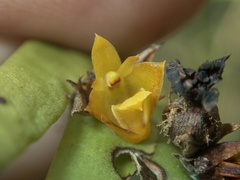 Oxystophyllum carnosum