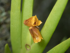 Oxystophyllum carnosum