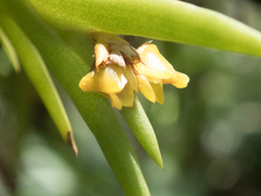 Oxystophyllum carnosum