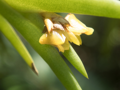 Oxystophyllum carnosum