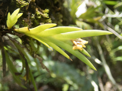 Oxystophyllum carnosum