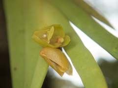 Oxystophyllum carnosum