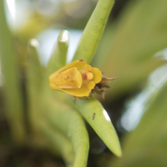 Oxystophyllum carnosum