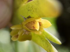 Oxystophyllum carnosum