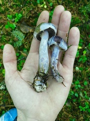 Cortinarius putorius
