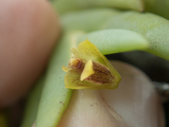 Oxystophyllum carnosum