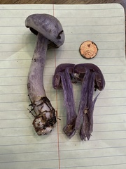 Cortinarius putorius