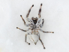 Pseudomogrus vittatus