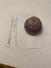 Cortinarius putorius