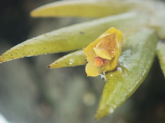 Oxystophyllum carnosum