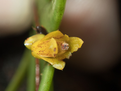 Oxystophyllum carnosum