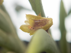 Oxystophyllum carnosum