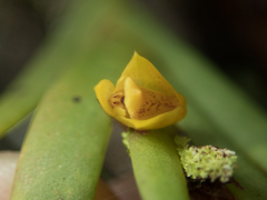 Oxystophyllum carnosum