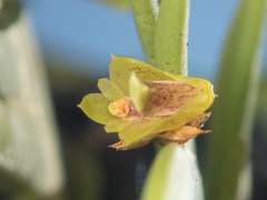 Oxystophyllum carnosum