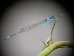 Pseudagrion australasiae
