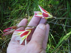 Sparaxis grandiflora