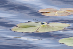 Pseudagrion cingillum