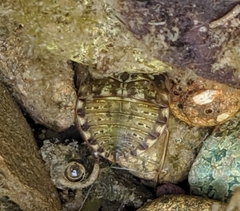 Ambrysus