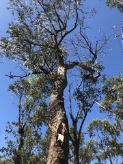 Corymbia eximia