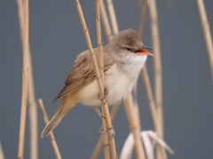 Acrocephalus arundinaceus