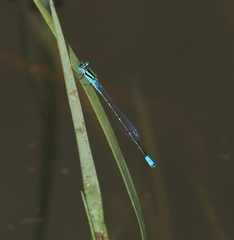 Pseudagrion coeleste