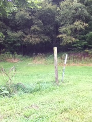 Rumex obtusifolius obtusifolius