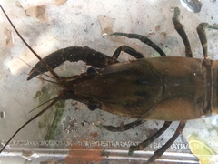 Procambarus spiculifer