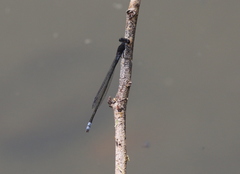 Pseudagrion commoniae