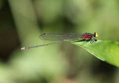 Pseudagrion crocops