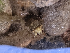 Ambrysus