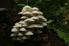 Fungi