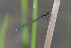 Pseudagrion deningi