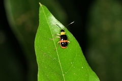 Paratriarius
