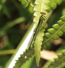 Pseudagrion dispar