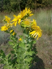Silphium radula